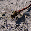 Common Darter