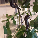 Giant Swallowtail (caterpillar and chrysalis)
