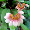 Bulbophyllum species Orchid