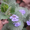 Ground Ivy