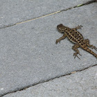 Coastal Range Fence Lizard