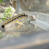 Eastern Tent Caterpillar-Moth