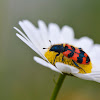 Soldier or Checkered beetle
