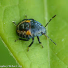 Two-spotted stinkbug (nymph)
