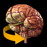 Icona di cervello 3d anatomia APK