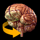 Brain 3D Anatomy