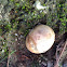 Puff ball fungus