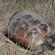 Texas Gopher Tortoise