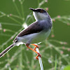 Grey breasted Prinia