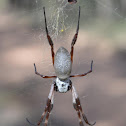 Golden orb weaver