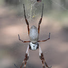 Golden orb weaver