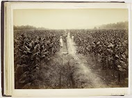 Op de tabaksplantage, Langkat Sumatra