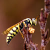 Sand-Wasp