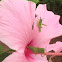 Grasshopper and baby on hibiscus.