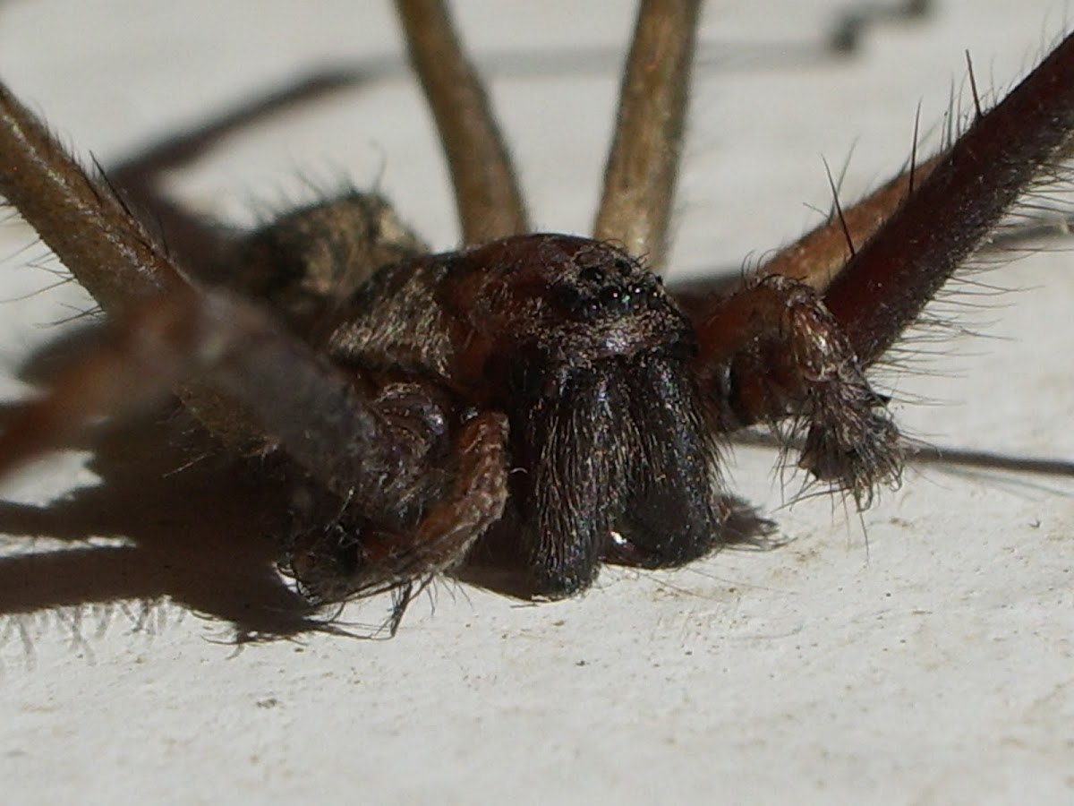 Dust spider,Tecedeira-de-funil-dos-celeiros