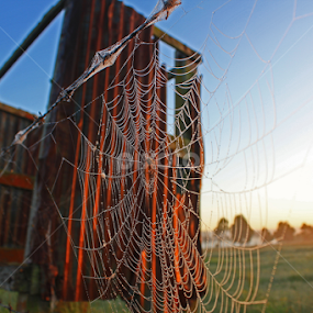 country web by Justin Mckinney - Nature Up Close Webs