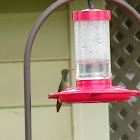 Buff bellied hummingbird