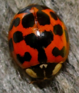 Asian Ladybug (smiley face pattern)