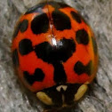 Asian Ladybug (smiley face pattern)