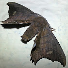 Bombycidae Moth