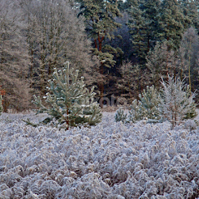 by Marek Faliszewski - Landscapes Forests