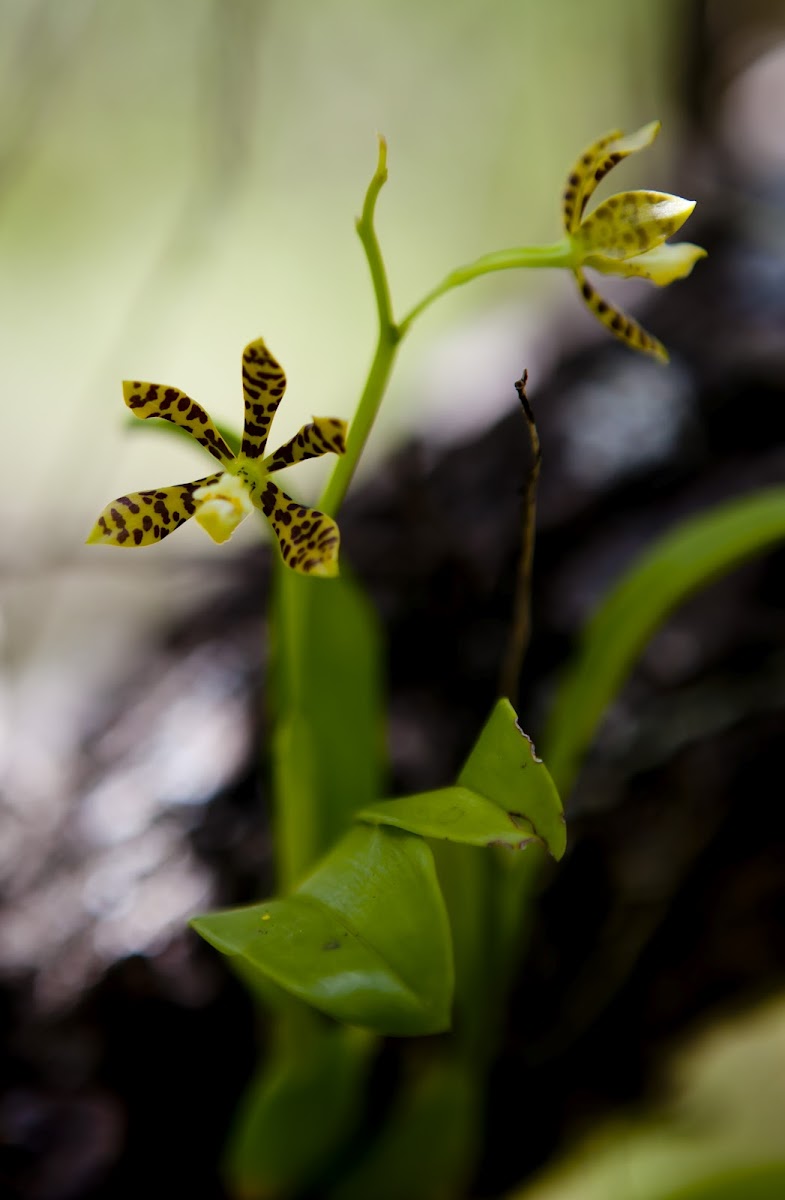 Dollar orchid