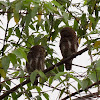 Asian Barred Owlet