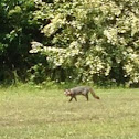 Gray Fox