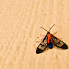 Scarlet Bodied Wasp Moth