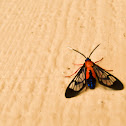 Scarlet Bodied Wasp Moth