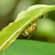Chalcidid Wasp