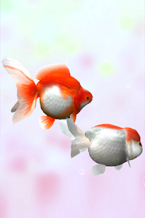 Gold Fish 3D(圖3)-速報App