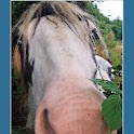 Pony Neigh logo