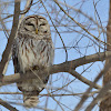 Barred Owl