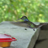 Blue-chested hummingbird
