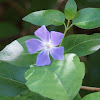 Greater Periwinkle