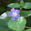 Greater Periwinkle