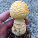 Yellow fly agaric