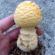 Yellow fly agaric