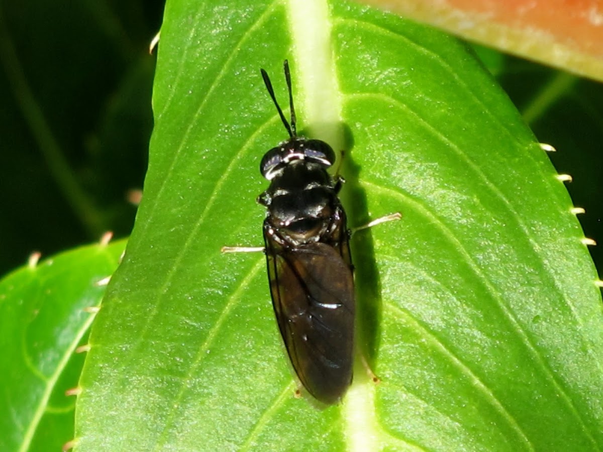 American Black Soldier Fly
