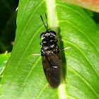 American Black Soldier Fly