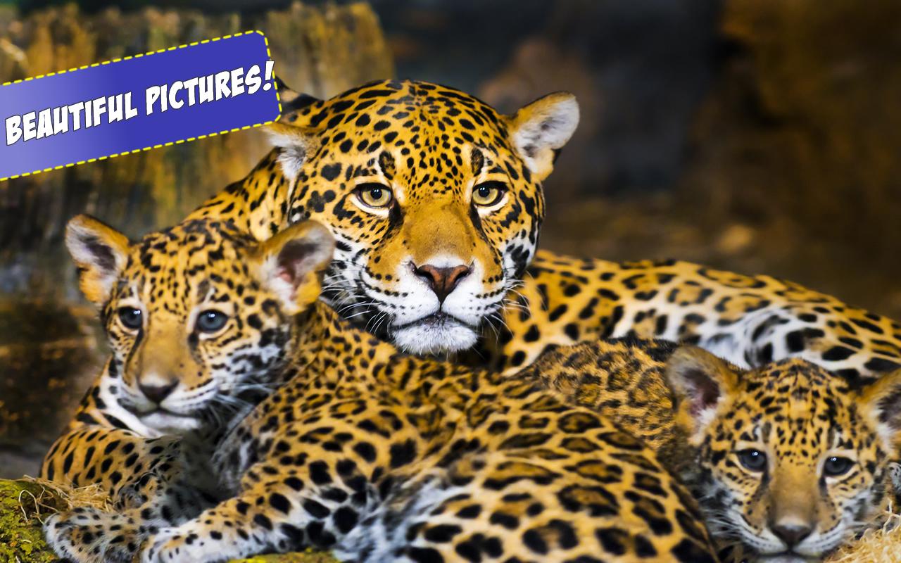 Free Big Cats Jigsaw Puzzle - screenshot