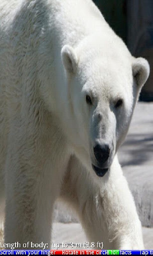 Wild Animals of the Arctic