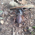 Trapdoor spider (female)