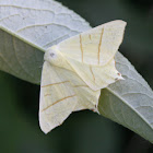 Swallow-tailed moth