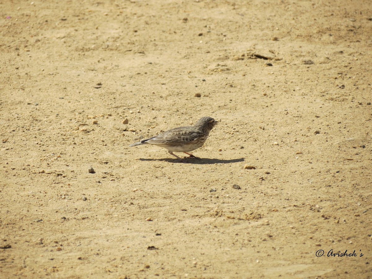 Sand Lark