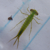 Familiar bluet (larvae)