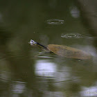 Bell's Turtle