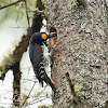 Black-backed Woodpecker (male feeding chicks)