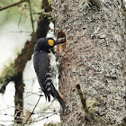 Black-backed Woodpecker (male feeding chicks)